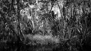 Edge of peat swamp, Indonesia