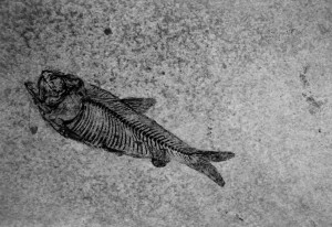 Close up of Knightia, a 48 million year old extinct fish.