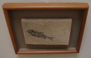 Framed Knightia from the Green River Formation, Wyoming, USA