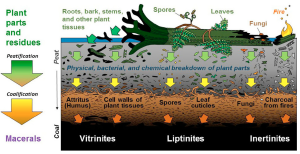 Plants, to peat, to coal. Figure 5 in Dai et al., 2020 (from a Steve Greb drawing)