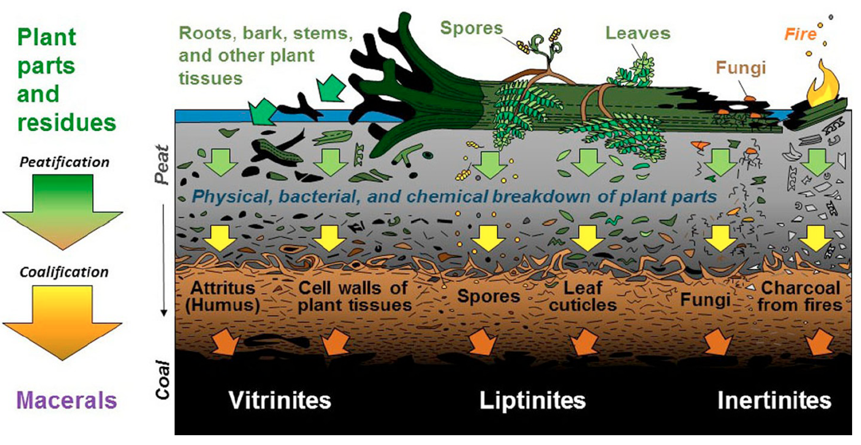 Coal Is Formed in Which of the Following Depositional Environments